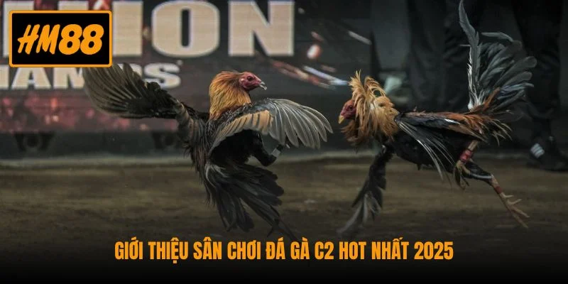 Đá Gà C2 - Giải Đấu Chọi Gà Kịch Tính Và Chuyên Nghiệp 2 Giới thiệu sân chơi đá gà C2 hot nhất 2025