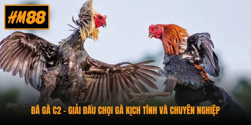 Đá Gà C2 - Giải Đấu Chọi Gà Kịch Tính Và Chuyên Nghiệp 1 Đá Gà C2 - Giải Đấu Chọi Gà Kịch Tính Và Chuyên Nghiệp
