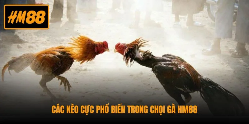 Đá Gà HM88 - Sân Chơi Đỉnh Cao Cho Các Tín Đồ Đam Mê 3 Các kèo cực phổ biến trong chọi gà HM88