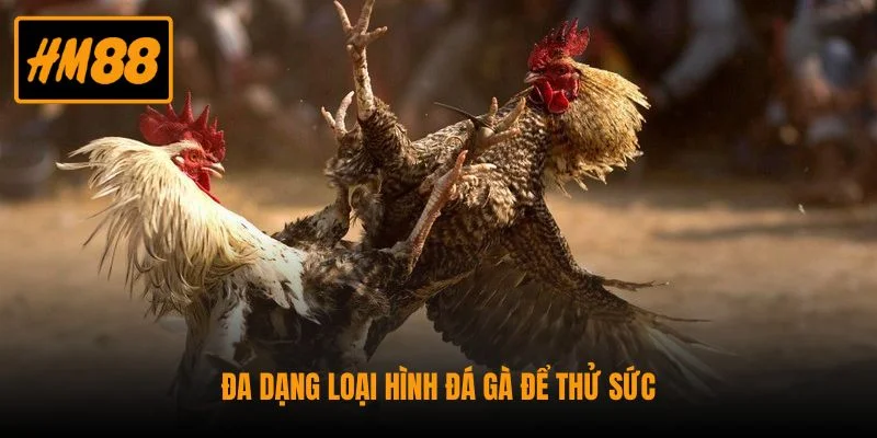 Đá Gà HM88 - Sân Chơi Đỉnh Cao Cho Các Tín Đồ Đam Mê 2 Đa dạng loại hình đá gà để thử sức