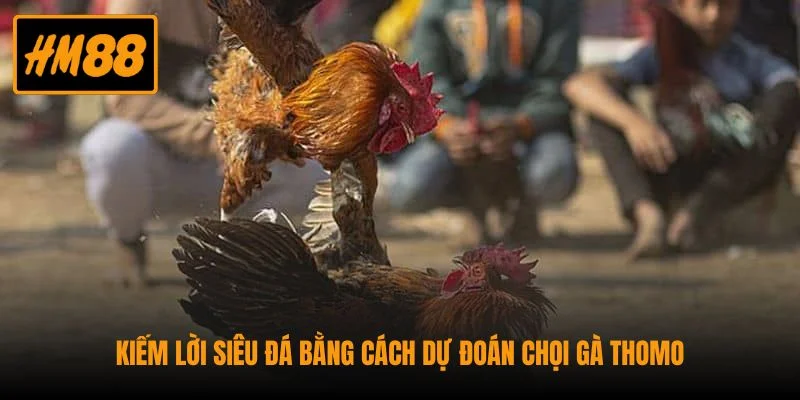 Đá Gà Thomo - Hình Thức Chọi Gà Trực Tuyến Dễ Sinh Lời 3 Chọi gà ở Thomo sở hữu quy chuẩn chi tiết, chuyên nghiệp