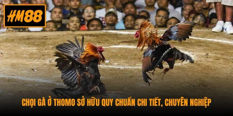 Đá Gà Thomo - Hình Thức Chọi Gà Trực Tuyến Dễ Sinh Lời 4 Kiếm lời siêu đá bằng cách dự đoán chọi gà Thomo