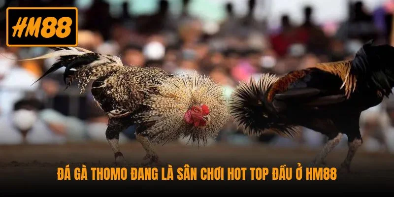 Đá Gà Thomo - Hình Thức Chọi Gà Trực Tuyến Dễ Sinh Lời 2 Đá gà Thomo đang là sân chơi hot top đầu ở HM88