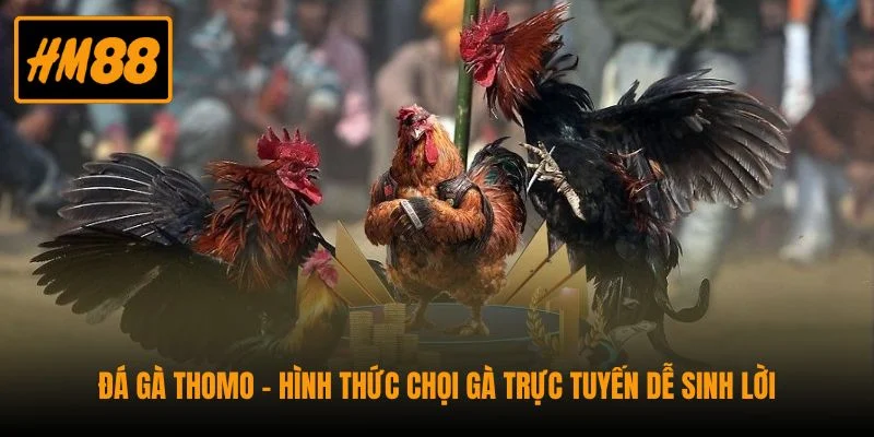 Đá Gà Thomo - Hình Thức Chọi Gà Trực Tuyến Dễ Sinh Lời 1 Đá Gà Thomo - Hình Thức Chọi Gà Trực Tuyến Dễ Sinh Lời